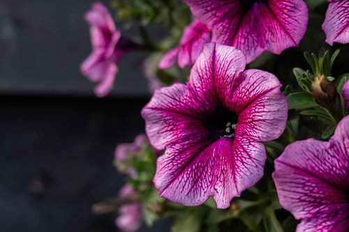 Pink flower
