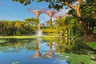 Supertrees, Gardens by the Bay, Singapur von Markus Lange Miniaturansicht