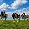 Vaches dans le polder 01 sur Peter Bongers
