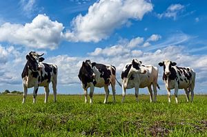 Vaches dans le polder 01