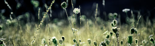 Wildblumenfeld