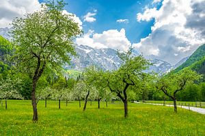 Obstgarten mit Obstbäumen im Frühling in den Alpen