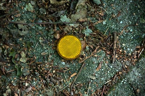 Ontdek de natuur in een bosrijk gebied in Emsland, Nedersaksen, Duitsland
