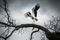 Wings of freedom