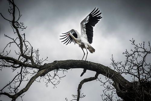 Wings of freedom
