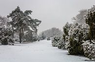 Pine Tree Winter van William Mevissen thumbnail