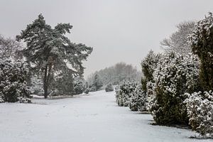 Pine Tree Winter