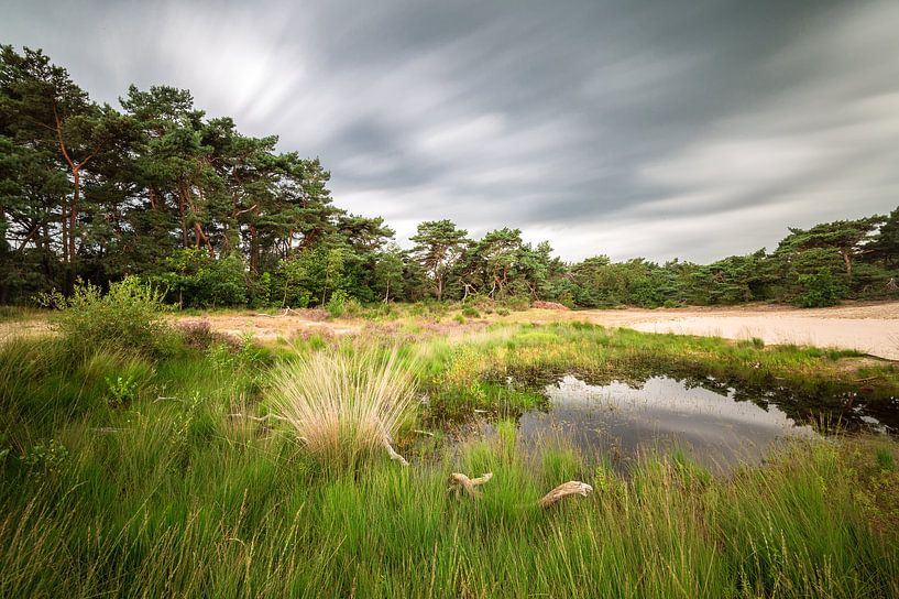 Loonse and Drunense Dunes by Mark Bolijn