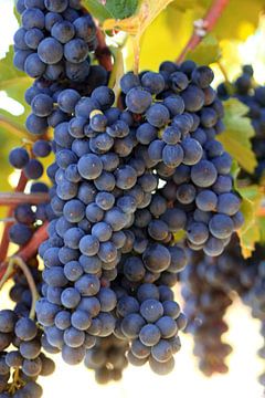 uicy red wine grapes by Rüdiger Rebmann