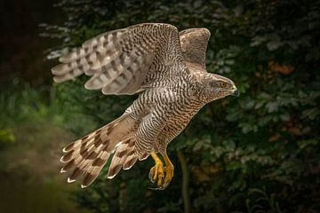 Hawk by Van Karin Fotografie