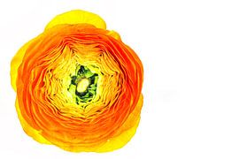 Ranunculus (Ranunculus asiaticus) with a white background