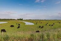 Waterbufels in de Biesbosch