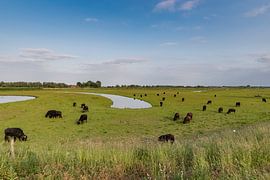 Waterbufels in de Biesbosch by Arie Jan van Termeij