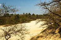 Drunense duinen bij Giersbergen 7 van Carin IJpelaar thumbnail