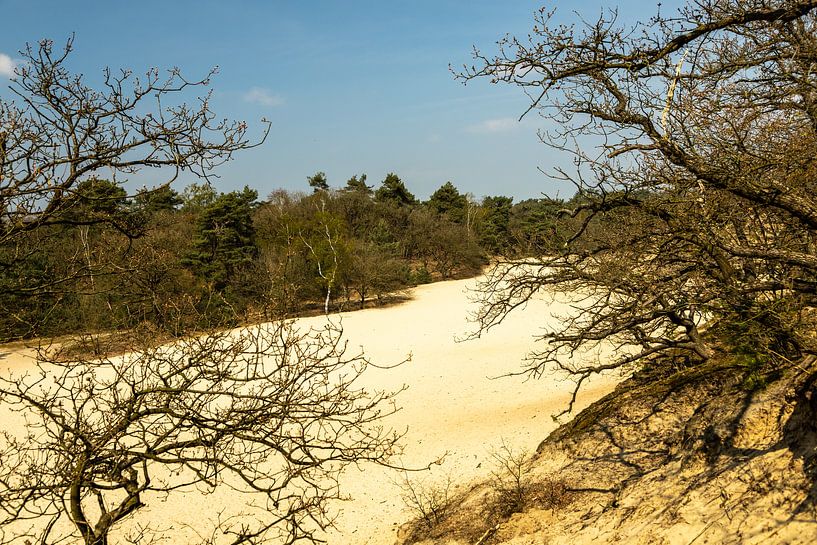 Drunense duinen bij Giersbergen 7 van Carin IJpelaar