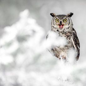 schreeuwende canadese oehoe van gea strucks