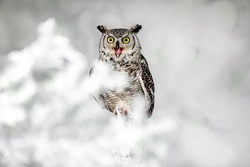 screaming canadian eagle owl