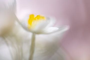 Anemone in pink dream van Patricia van Kuik