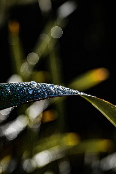 Grashalm von Pixel4ormer