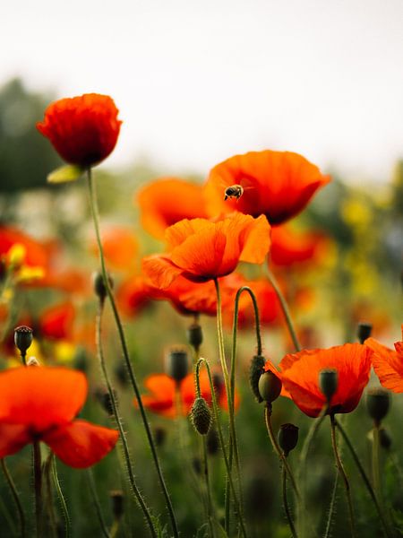 Abeille occupée parmi les coquelicots par Bart-Jan Verhoef Photography
