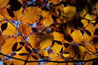 Leafy
