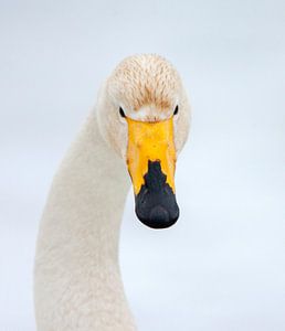 Whooper Swan (Cygnus cygnus) von AGAMI Photo Agency