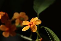 Orangefarbene Blumen im Sonnenlicht