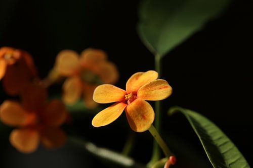 Orange flowers in the sunlight