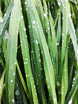 Gras op een regenachtige dag