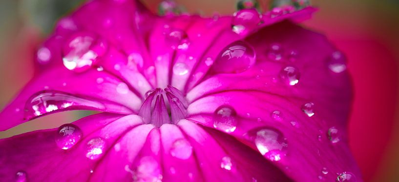 Runny nose after rain by Marieke Funke