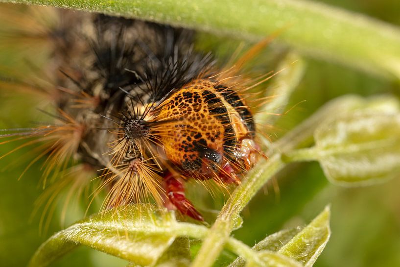 Caterpillar of the Plakker Nachtvlinder (Lymantria dispar) with large spines on green leaves. by Joost Adriaanse