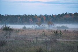 Vorland mit Nebel auf Gras und Heide in Dänemark, vor Dünen. Mystische Stimmung
