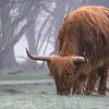Schotse Hooglander van Rene Wolf