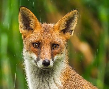 Fox in the rain by Liesbeth Vroege Natuurfotografie