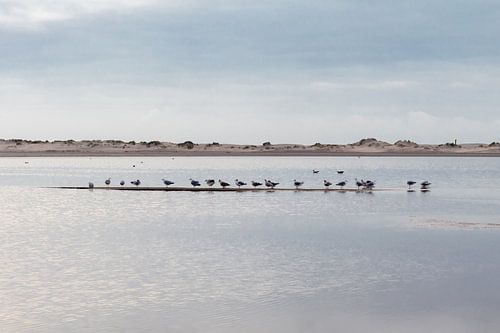 Moteur Oiseaux sur le sable