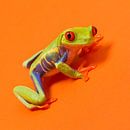 Rotäugiger Frosch von Elles Rijsdijk Miniaturansicht