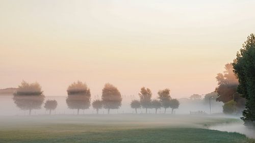 Witte wieven boven een weiland