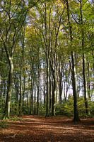 Herbstspaziergang