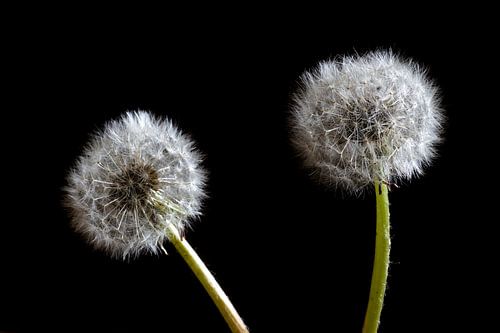 dandelions with fluff