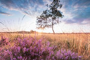 Blühende Heidekrautpflanzen in einer Heidelandschaft bei Sonnenaufgang in
