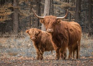 Schottischer Hochländer mit Kalb