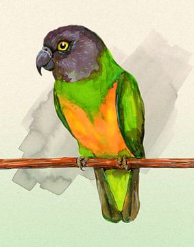 Senegal papegaai of bont boertje aquarel