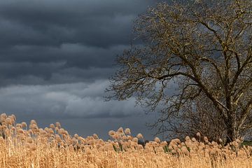 Kahle Bäume und Schilfrohrfedern im Wind von André Post