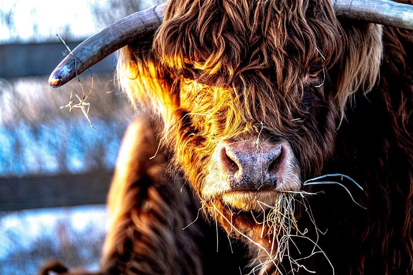 Scottish Highlanders 3 by Jeanien de Gast
