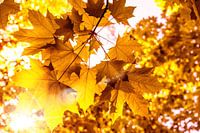 Le soleil brille sur les feuilles d'érable en automne