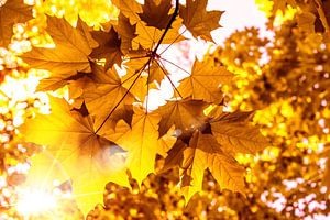Sonne scheint auf Ahorn Blätter im Herbst von Dieter Walther