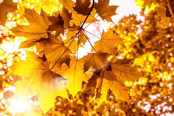 Sun shines on maple leaves in autumn by Dieter Walther