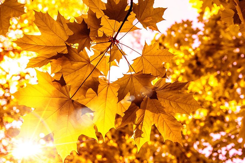 De zon schijnt op esdoornbladeren in de herfst van Dieter Walther