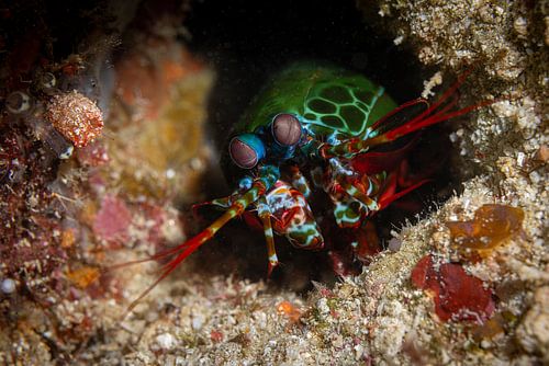 Peacock mantis shrimp @ Komodo, Indonesia
