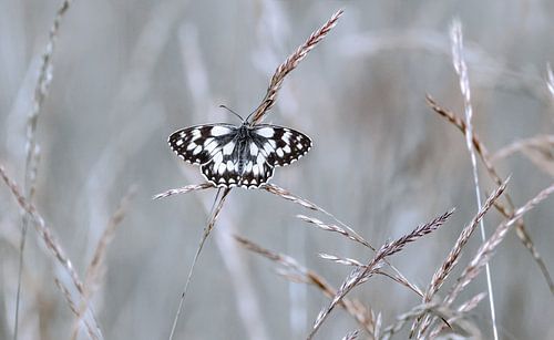 De dambordvlinder ( Melanargia Galathea ) van Leny Silina Helmig